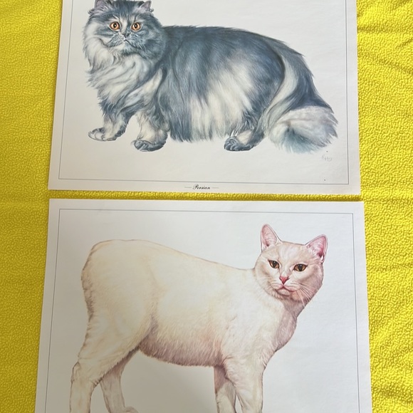 Cat 🐈‍⬛ Portraits - Picture 6 of 7